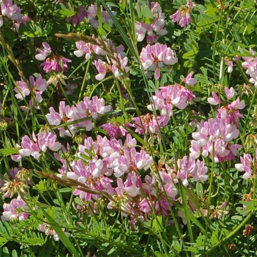 Coronilla varia - Bont kroonkruid (Bloei)