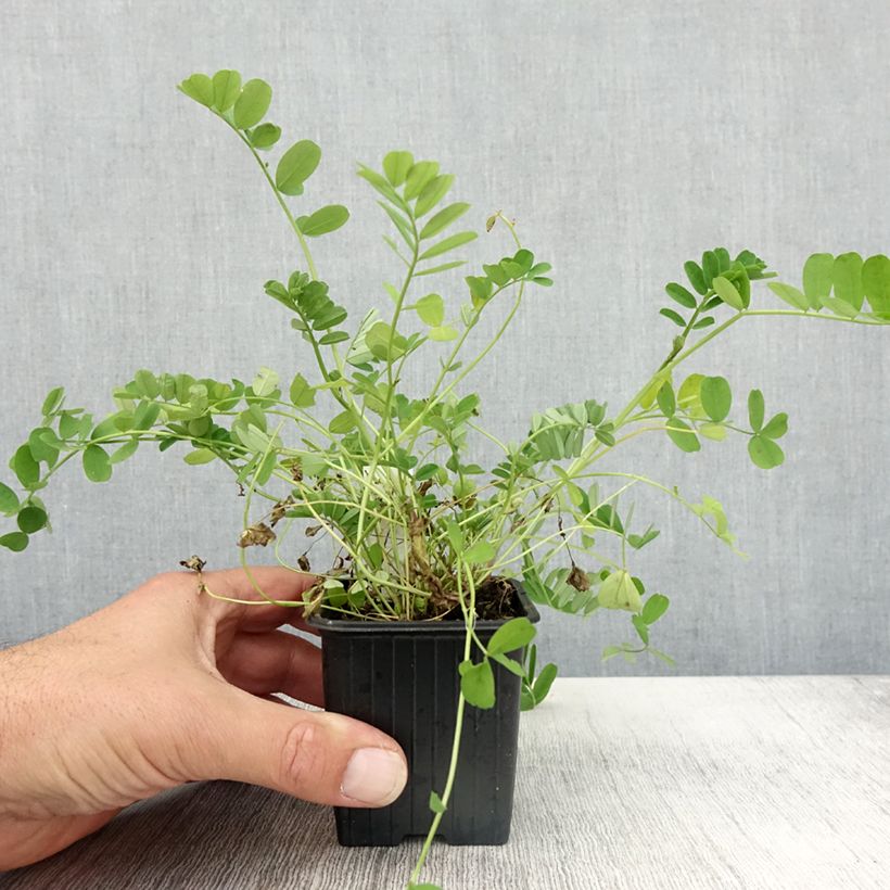 Exemplaar van Coronilla varia - Bont kroonkruid Kweekpotje van 8/9 cm zoals geleverd in de herfst