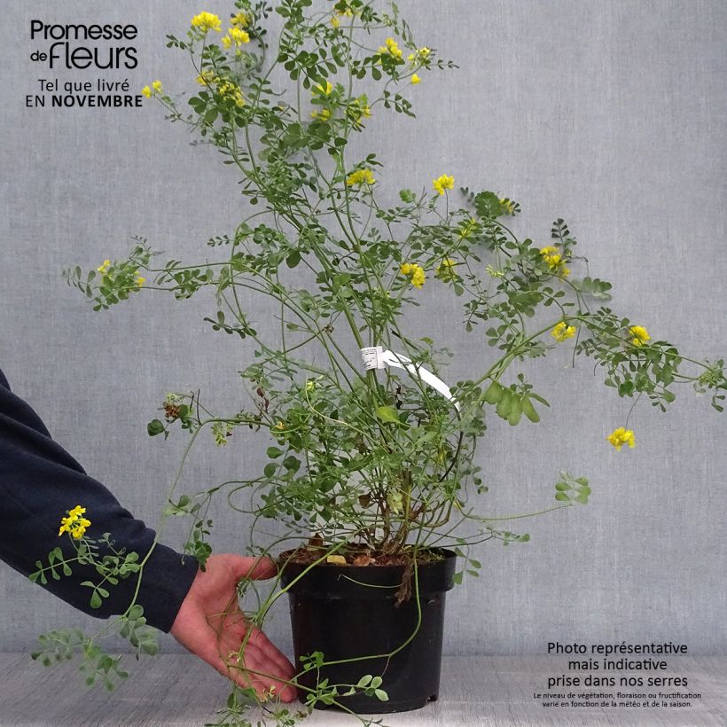 Exemplaar van Coronilla valentina glauca Citrina - Kroonkruid Pot van 3 l/4 l zoals geleverd in de herfst