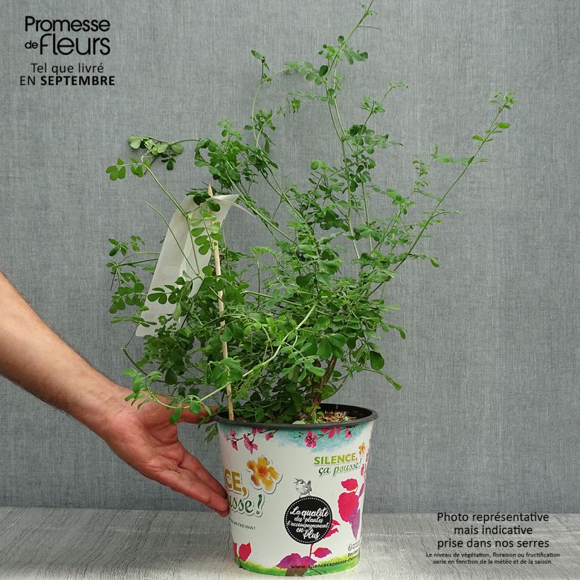 Exemplaar van Coronilla valentina glauca Selection - Kroonkruid Pot van 4 l/5 l zoals geleverd in de herfst