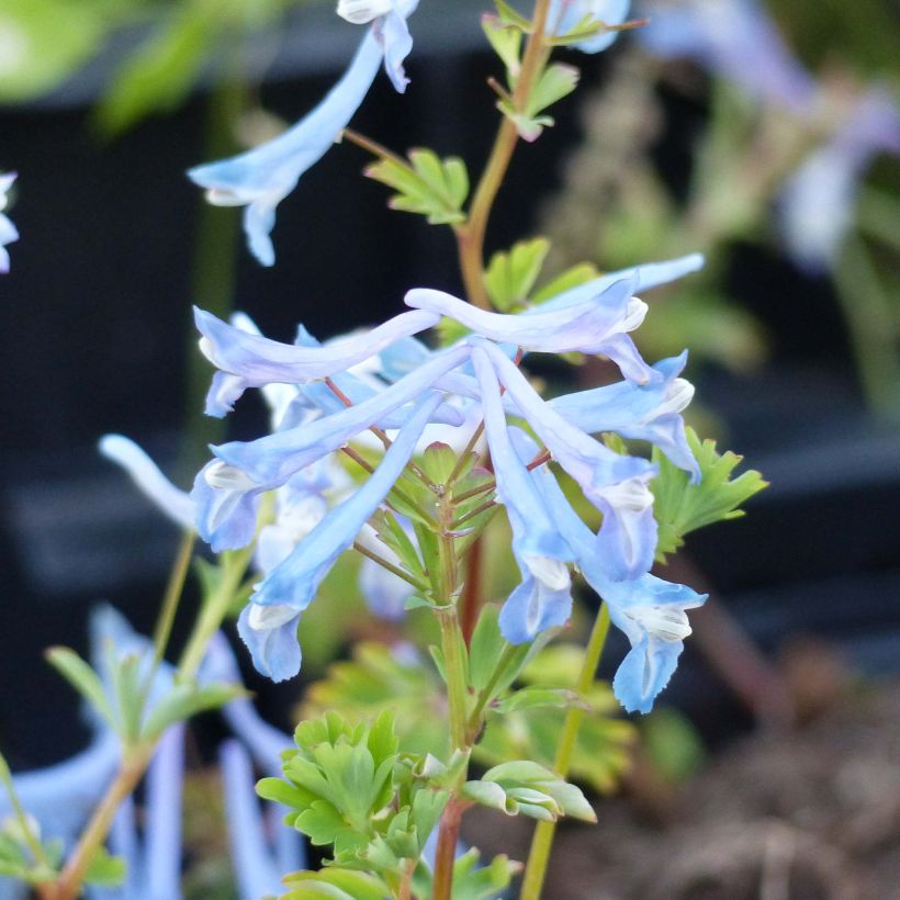 Corydalis Craigton Blue - Helmbloem (Bloei)