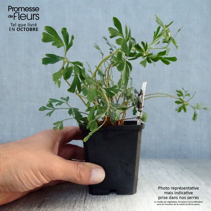 Exemplaar van Corydalis flexuosa Porcelain Blue - Helmbloem Kweekpotje van 8/9 cm zoals geleverd in de herfst