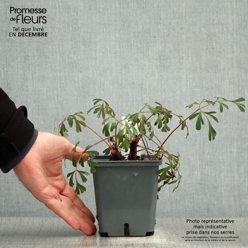Exemplaar van Corydalis flexuosa Porcelain Blue - Helmbloem Pot van 1 l/1,5 l zoals geleverd in de winter