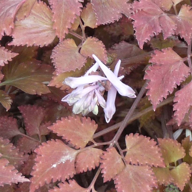 Corydalis quantmeyeriana Chocolate Stars - Helmbloem (Bloei)