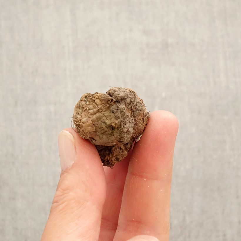 Exemplaar van Corydalis solida Rainbow Mix - Vingerhelmbloem Bol kaliber I zoals geleverd in de lente