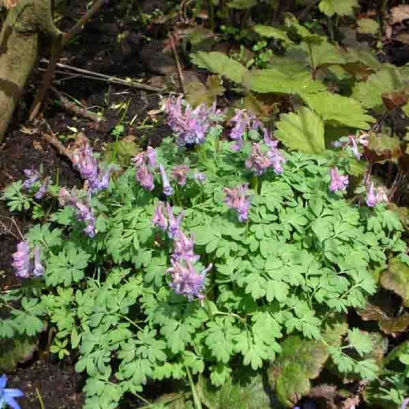 Corydalis solida - Vingerhelmbloem (Groeiplaats)