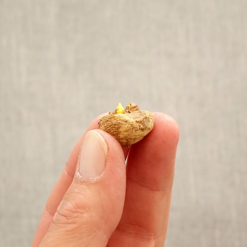 Exemplaar van Corydalis solida Beth Evans - Vingerhelmbloem Bol kaliber 6+ zoals geleverd in de lente