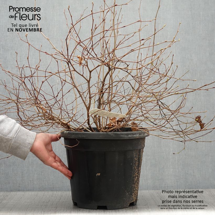 Exemplaar van Corylopsis pauciflora - Faux noisetier Pot de 12L/15L zoals geleverd in de herfst