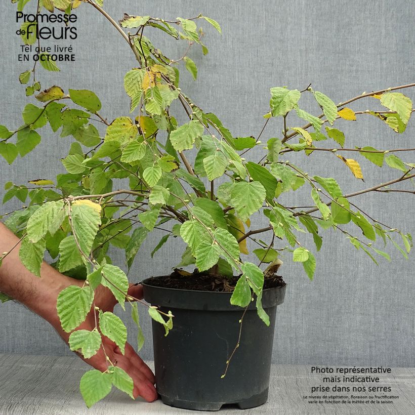 Exemplaar van Corylopsis pauciflora - Schijnhazelaar Pot van 2 l/3 l zoals geleverd in de herfst