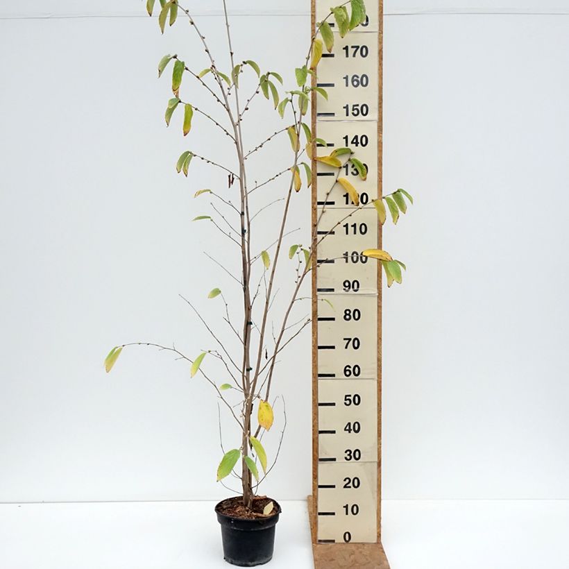 Exemplaar van Corylopsis sinensis sinensis - Schijnhazelaar Pot van 4 l/5 l zoals geleverd in de herfst
