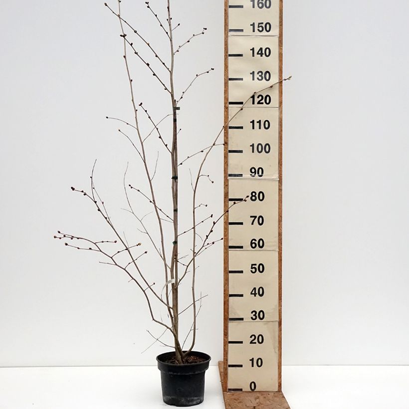 Example of Corylopsis sinensis sinensis - Schijnhazelaar Pot van 4 l/5 l as you get in hiver