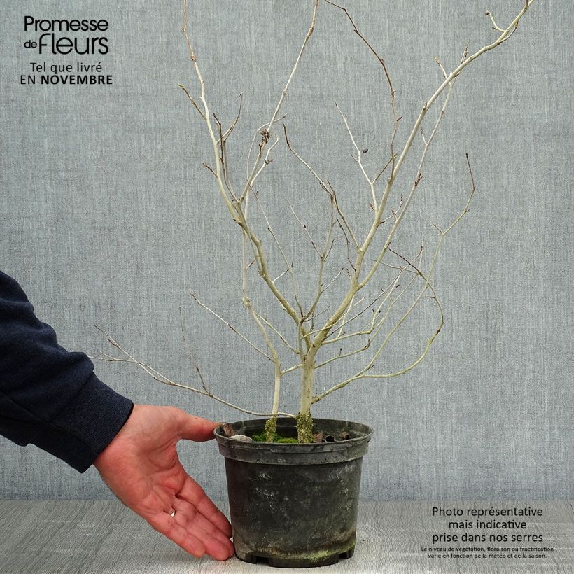 Exemplaar van Corylopsis willmottiae Spring Purple - Schijnhazelaar Pot van 2 l/3 l zoals geleverd in de herfst