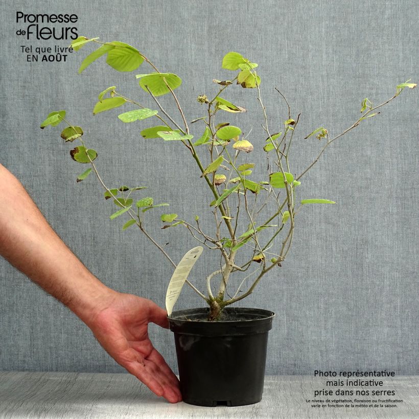 Exemplaar van Corylopsis willmottiae Spring Purple - Schijnhazelaar Pot van 2 l/3 l zoals geleverd in de zomer
