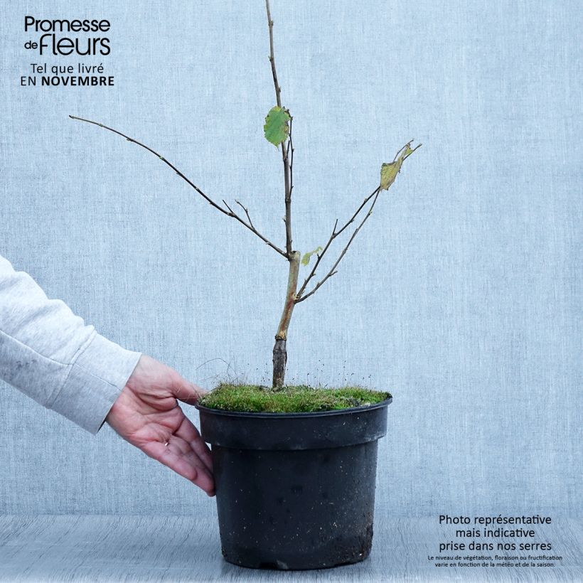 Exemplaar van Corylus avellana Agnieszka - Noisetier bont Pot van 4 l/5 l zoals geleverd in de herfst