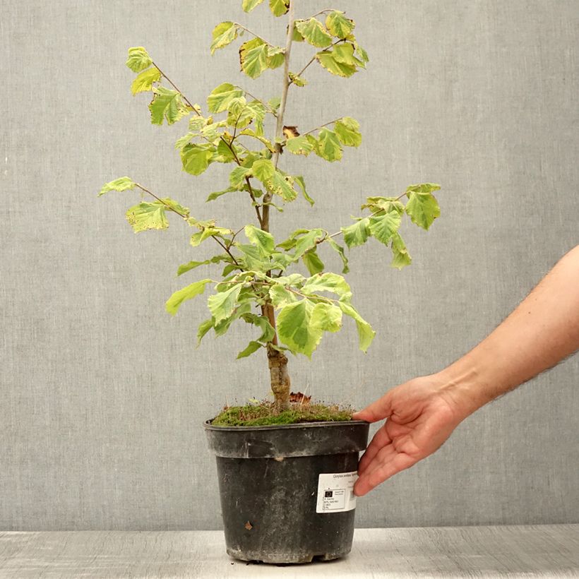 Exemplaar van Corylus avellana Agnieszka - Noisetier bont Pot van 4 l/5 l zoals geleverd in de zomer