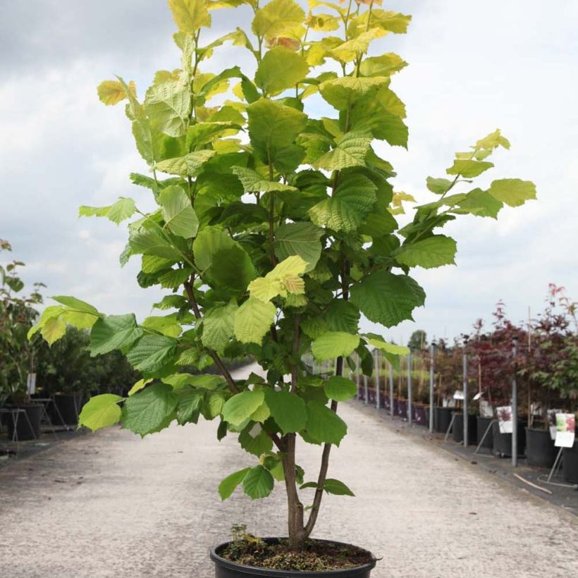 Example of Corylus avellana Aurea - Hazelaar Pot van 18 l/20 l as you get