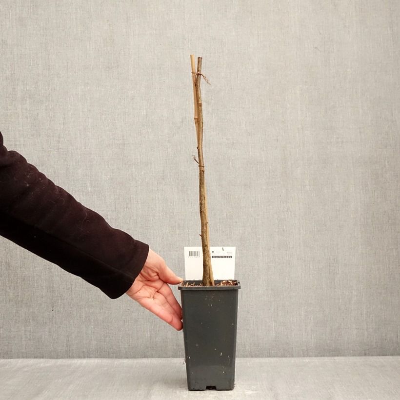 Example of Corylus avellana Rode Zellernoot - Hazel Pot van 1,5 l/2 l as you get in hiver