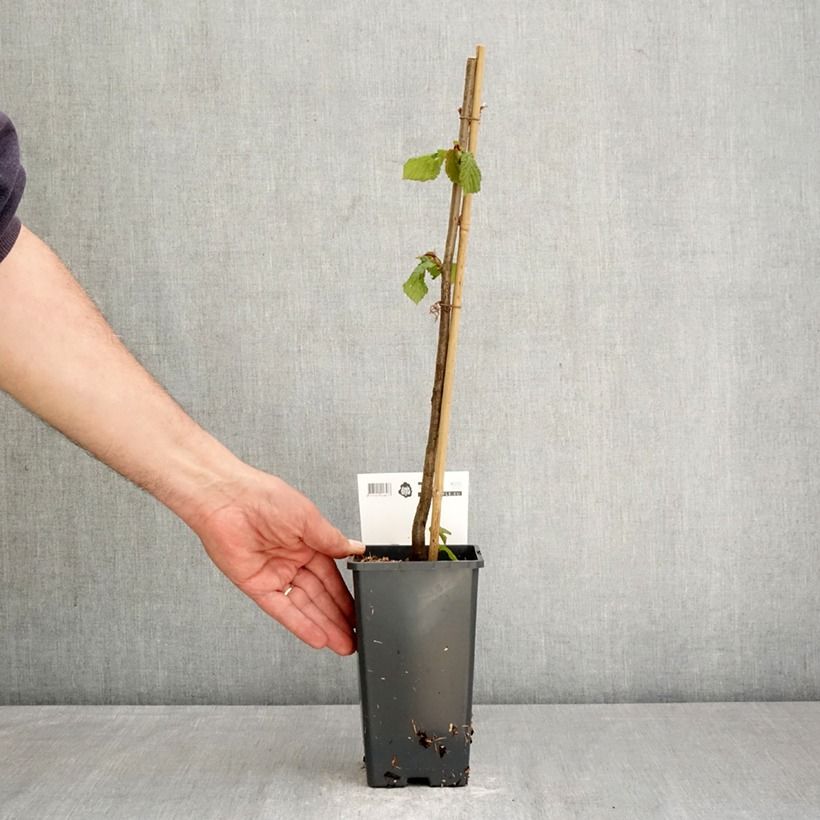 Exemplaar van Corylus avellana Rode Zellernoot - Hazel Pot van 1,5 l/2 l zoals geleverd in de lente
