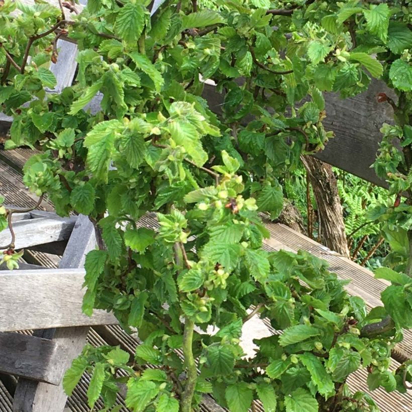 Corylus avellana Scooter - Hazelaar (Blad)