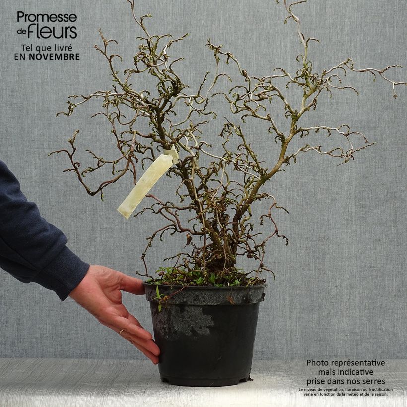 Exemplaar van Corylus avellana Scooter - Hazelaar Pot van 4 l/5 l zoals geleverd in de herfst