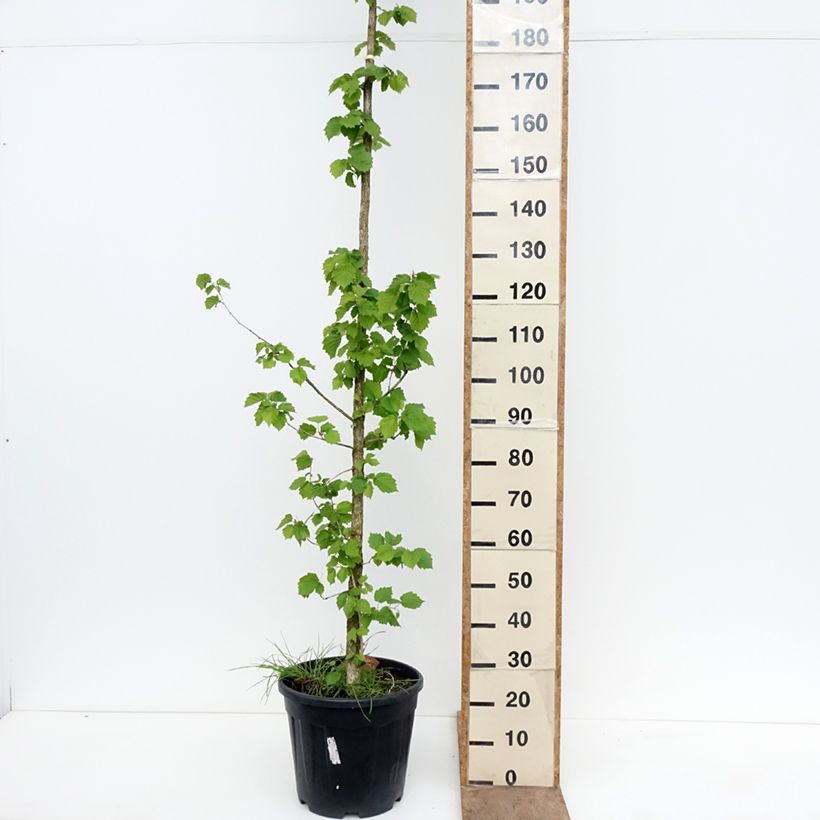 Exemplaar van Corylus colurna - Turkse hazelaar Pot van 12 l/15 l zoals geleverd in de lente