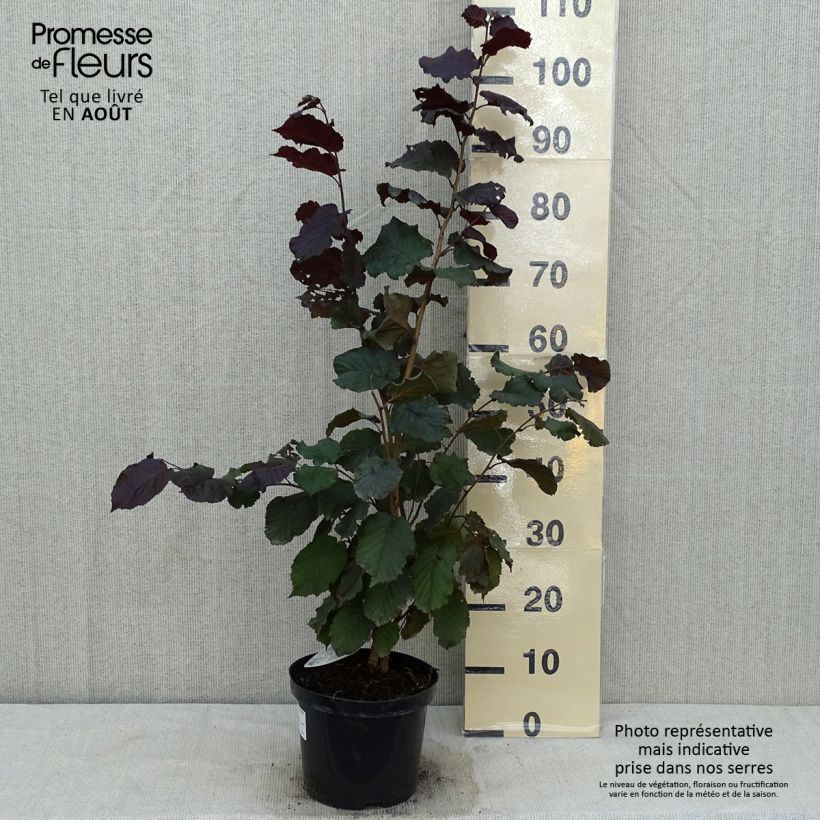 Exemplaar van Corylus maxima Purpurea - Lambertsnoot Pot van 3 l/4 l zoals geleverd in de zomer