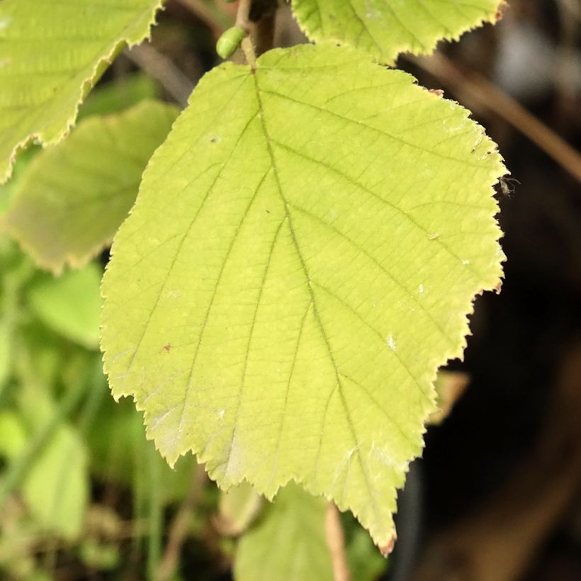 Corylus sieboldiana - Japanse hazelnoot (Blad)