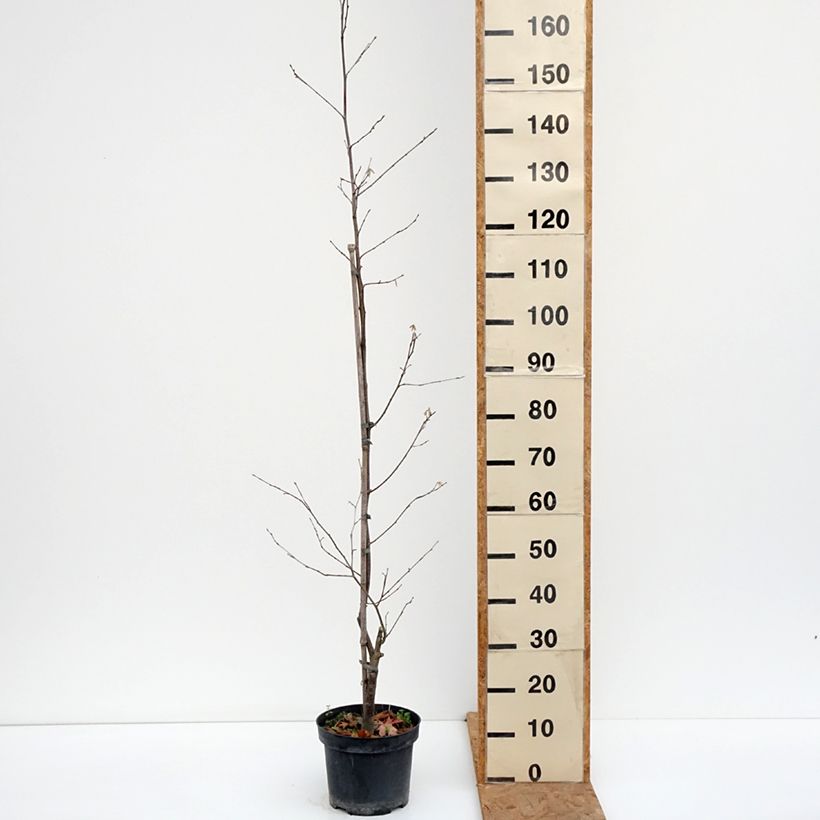 Exemplaar van Corylus sieboldiana - Japanse hazelnoot Pot van 4 l/5 l zoals geleverd in de herfst