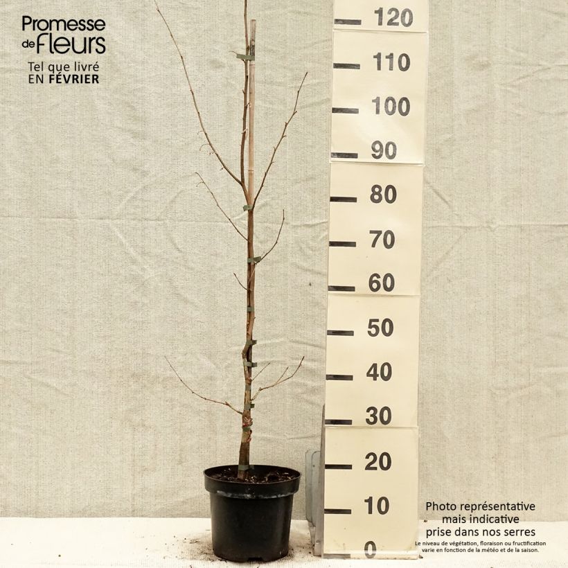 Exemplaar van Corylus sieboldiana - Noisetier du Japon Pot de 4L/5L zoals geleverd in de winter