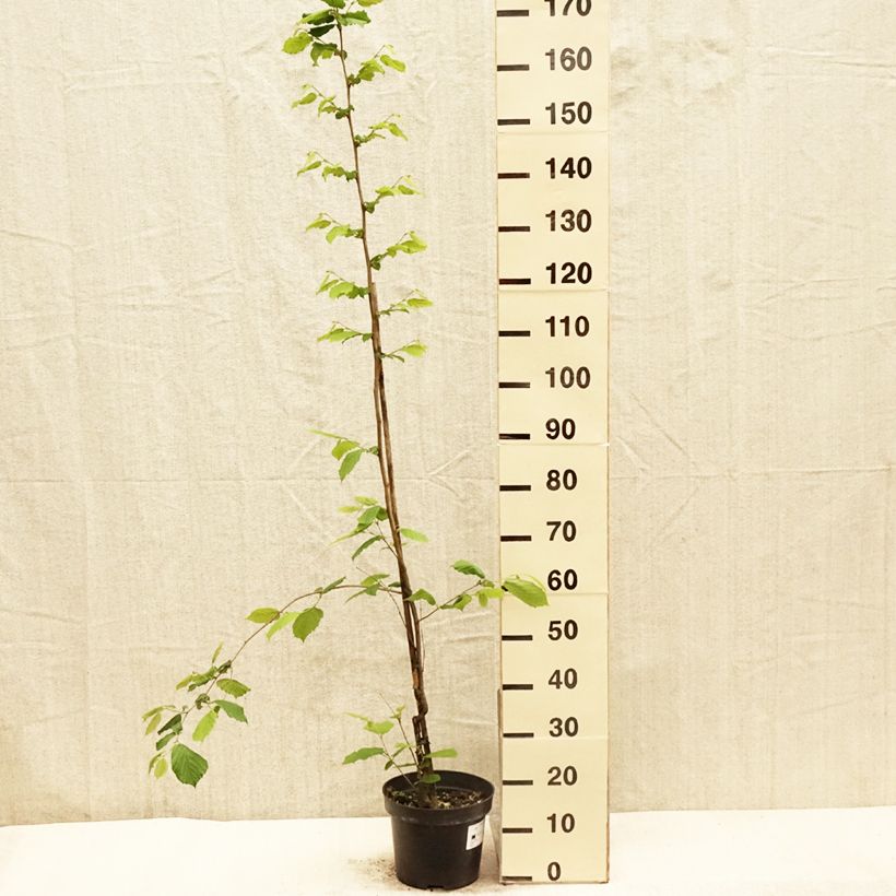 Exemplaar van Corylus sieboldiana - Japanse hazelnoot Pot van 4 l/5 l zoals geleverd in de lente