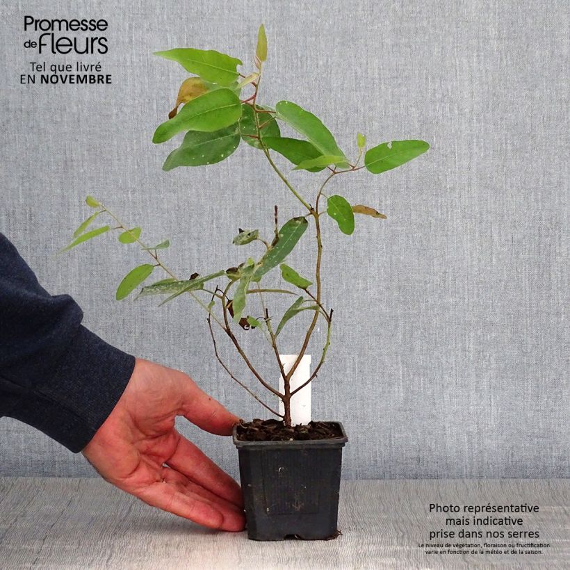 Exemplaar van Corymbia citriodora - Eucalyptus citronné Godet de 8/9 cm zoals geleverd in de herfst