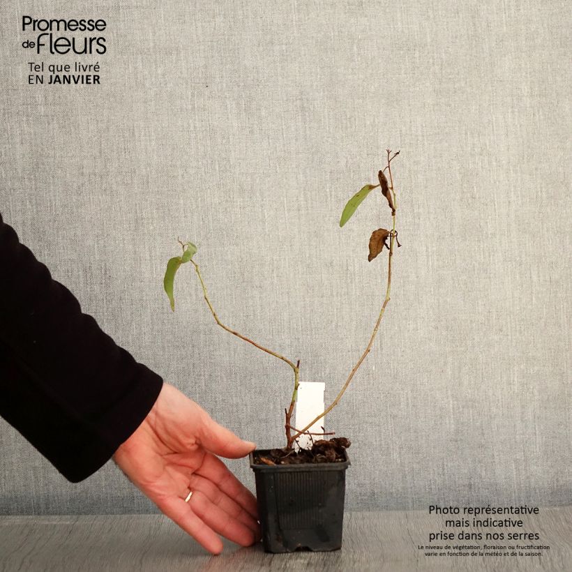 Exemplaar van Corymbia citriodora - Eucalyptus citroen Kweekpotje van 8/9 cm zoals geleverd in de winter