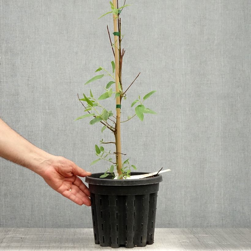 Exemplaar van Corymbia citriodora - Eucalyptus citroen Pot van 3 l/4 l zoals geleverd in de lente