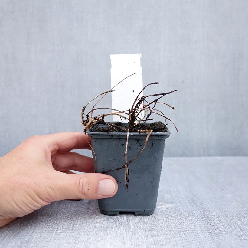 Exemplaar van Cosmos atrosanguineus Black Magic - Chocolade cosmos Kweekpotje van 8/9 cm zoals geleverd in de herfst