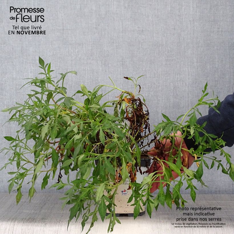 Exemplaar van Cosmos atrosanguineus Chocamocha - Chocolade cosmos Pot van 2 l/3 l zoals geleverd in de herfst