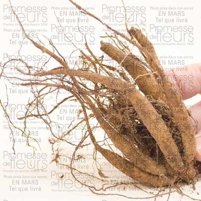 Voorbeeld van een exemplaar van Cosmos atrosanguineus - Chocolade cosmos Bol kaliber I zoals geleverd