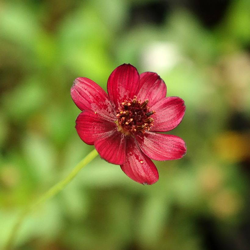 Cosmos atrosanguineus Eclipse - Chocolade cosmos (Bloei)