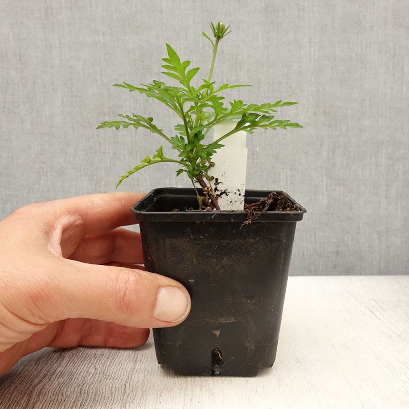 Exemplaar van Cosmos sulphureus Mandarin - Oranje cosmea Kweekpotje van 8/9 cm zoals geleverd in de lente