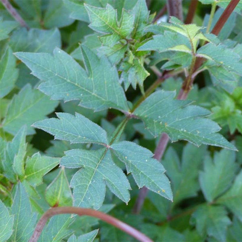 Cosmos Mexican Star (Blad)