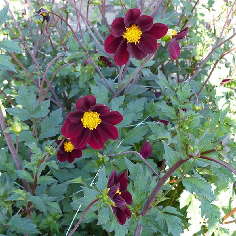 Cosmos Mexican Star (Bloei)