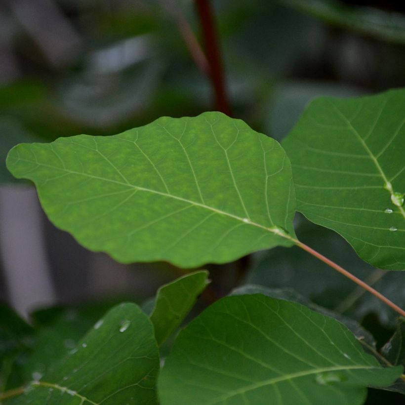 Cotinus coggygria - Pruikenboom (Blad)