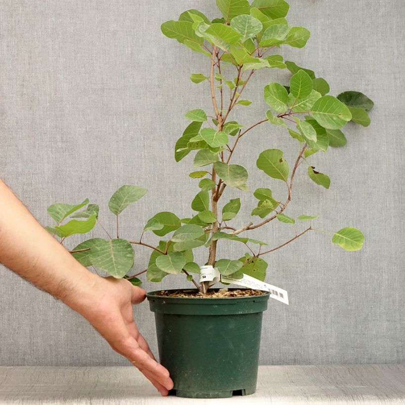 Exemplaar van Cotinus coggygria - Pruikenboom Pot van 3 l/4 l zoals geleverd in de zomer