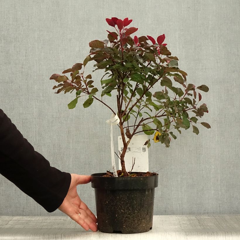 Exemplaar van Cotinus coggygria Dusky Maiden - Pruikenboom Pot van 3 l/4 l zoals geleverd in de herfst