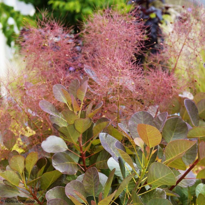 Cotinus coggygria Flamissimo - Pruikenboom (Bloei)