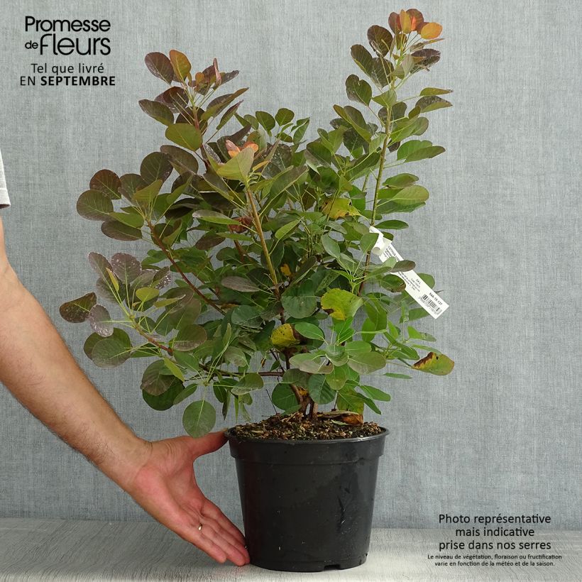 Exemplaar van Cotinus coggygria Flamissimo - Pruikenboom Pot van 3 l/4 l zoals geleverd in de zomer