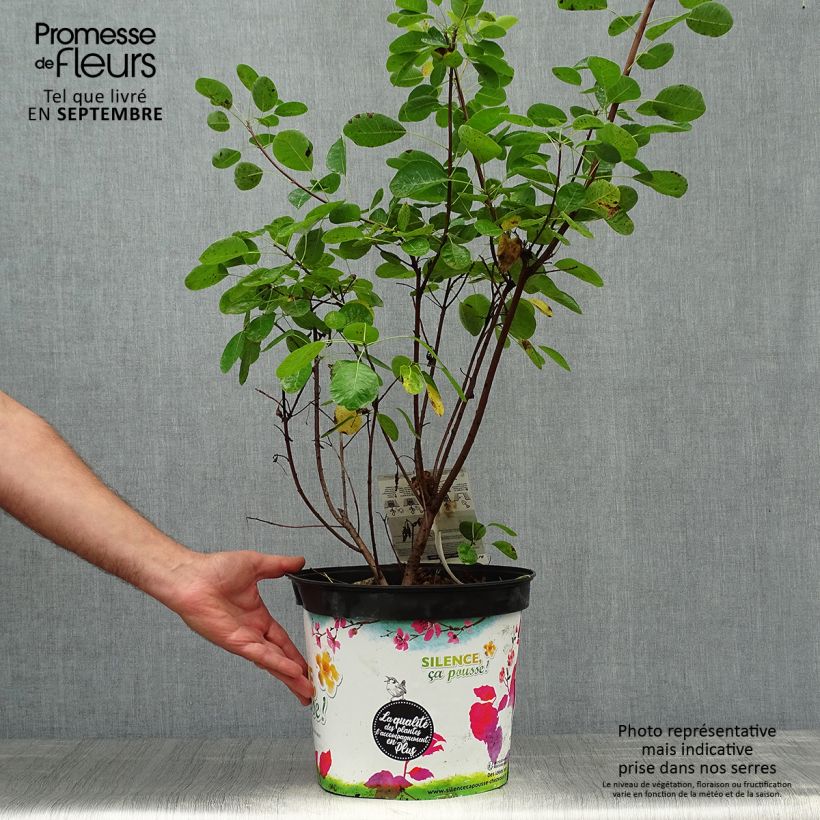 Exemplaar van Cotinus coggygria Golden Lady - Pruikenboom Pot van 7,5 l/10 l zoals geleverd in de herfst