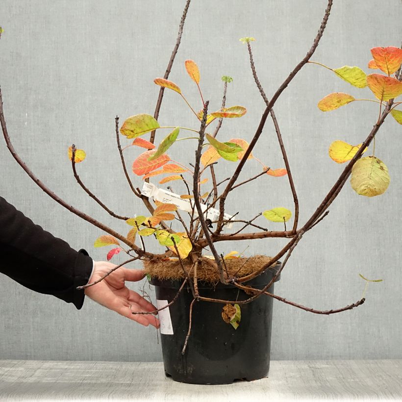 Exemplaar van Cotinus coggygria Golden Spirit - Pruikenboom Pot van 7,5 l/10 l zoals geleverd in de herfst