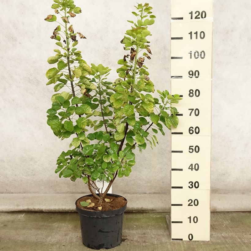 Exemplaar van Cotinus coggygria Golden Spirit - Pruikenboom Pot van 7,5 l/10 l zoals geleverd in de zomer