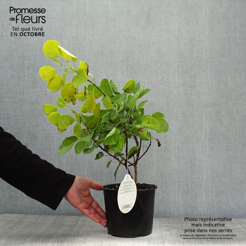 Exemplaar van Cotinus coggygria Golden Spirit - Pruikenboom Pot van 2 l/3 l zoals geleverd in de herfst