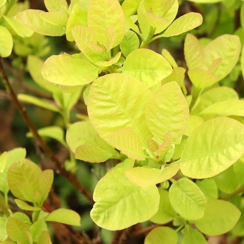 Cotinus coggygria Lemon Lady - Pruikenboom (Blad)